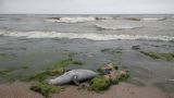 Каспийское море будет мелеть еще 15 лет, прогнозирует Росгидромет